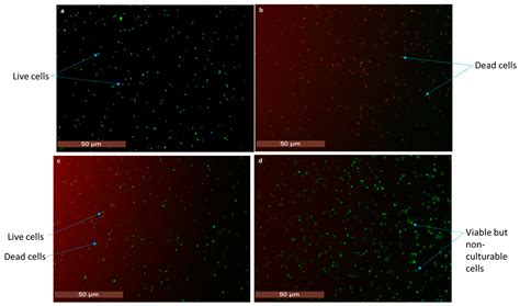 Foods Free Full Text Point Of Care Lateral Flow Detection Of Viable