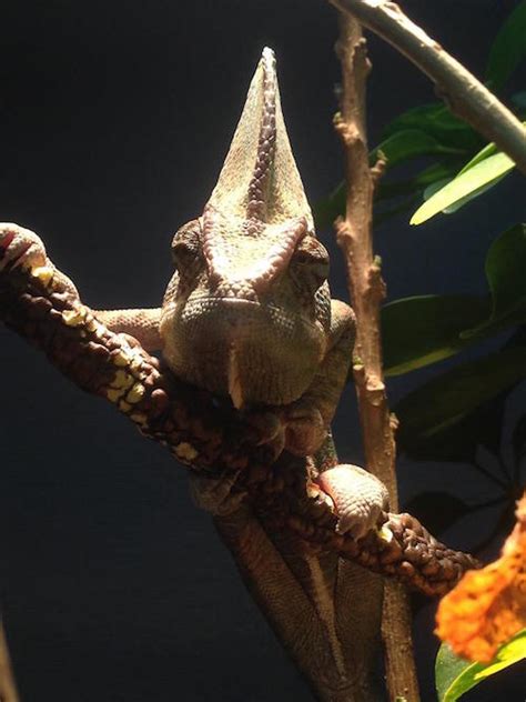 Types of Chameleons | Pet Chamleon Care