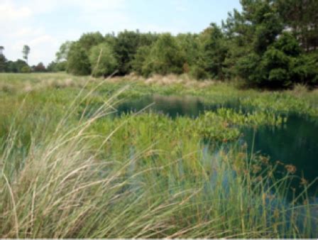 Stormwater Wetland Construction Guidance | NC State Extension Publications