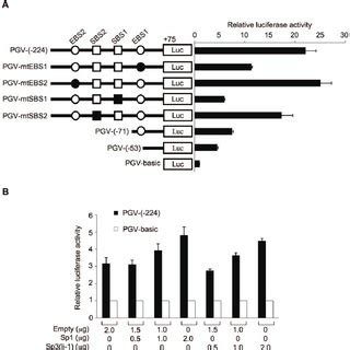 Identification Of Sp Binding Sites As Essential Sequences For Afap L