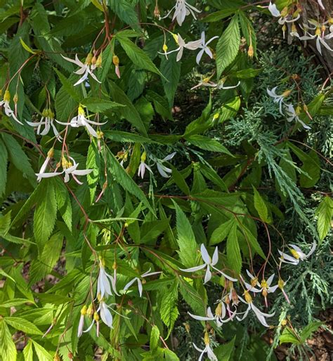 Gillenia Porteranthus Trifoliata Bowman S Root Indian Physic