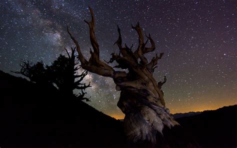 Fond d écran ciel la nature arbre nuit atmosphère étoile