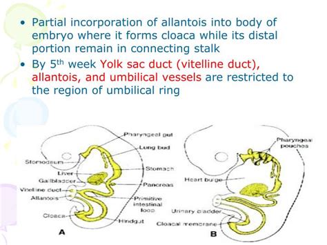 PPT - HUMAN EMBRYONIC PERIOD PowerPoint Presentation - ID:5299695