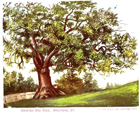 A Great Tree Falls Peace Oak Aka The Charter Oak One Storied Life