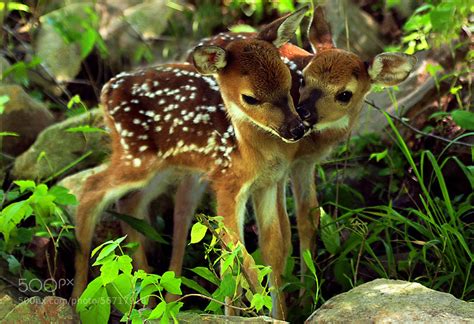 40 Baby Animals Spotted In The Wild - 500px