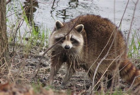 Things to Know About Wildlife Control in Mississauga