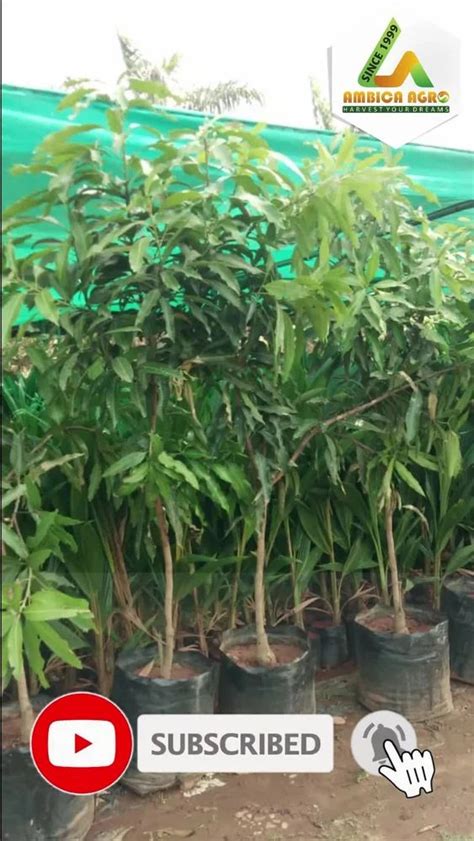 SINDHU MANGO GRAFTED PLANT For Farming And Gardning At Rs 1500 Plant