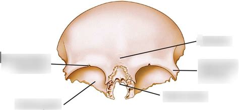 Frontal Diagram | Quizlet