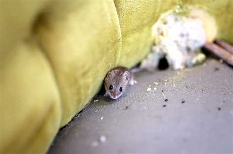 Mice Removal And Mouse Removal In Orlando FL