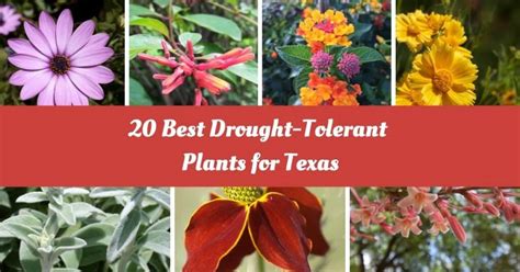 20 Best Drought Tolerant Plants For Texas Zeelyfe