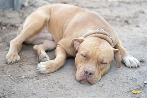 Ventajas Y Desventajas De Tener Un Pitbull Cervatillo Azul Mont Blanc