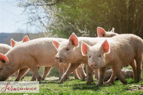 Raising Pigs A Beginners Guide To Raising Pigs For Meat