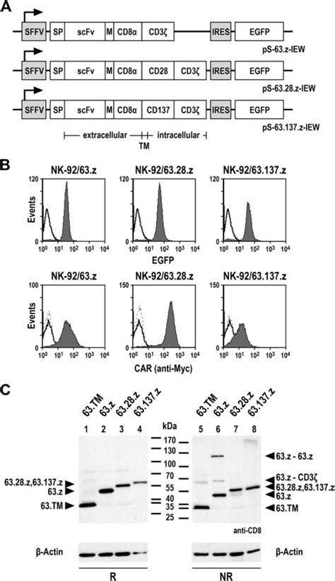 Continuously Expanding Car Nk 92 Cells Display Selective Cytotoxicity