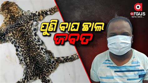 Leopard Skin Seized By Stf Team In Bhawanipatna 1 Poacher Arrested