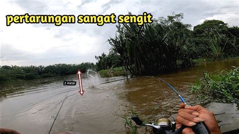 Mancing Gurame Sehabis Hujan Deras Ikan Semakin Tak Terkendali Ganas