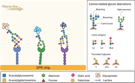 The Principle Of Lectin Array For The Detection Of Glycan Aberrations Download Scientific