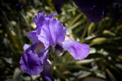 A Purple Flowers Blooming in the Spring. Stock Photo - Image of spring ...