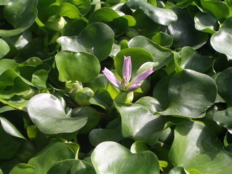 Freshwater Plants | kinds of ornamental plants