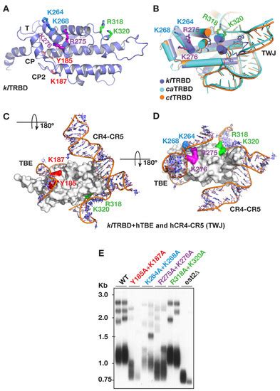 Ijms Free Full Text Functional Interactions Of Kluyveromyces Lactis