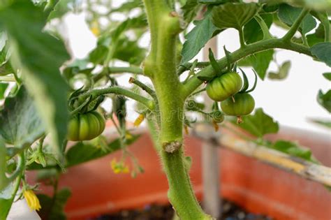 Planta De Tomate Con Tomates Verdes En Pleno Crecimiento Concepto De