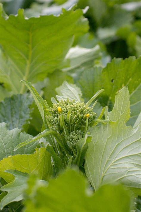 How To Plant And Grow Broccoli Rabe Gardeners Path