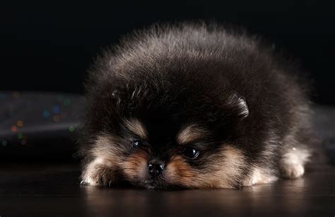 Cute Baby White Pomeranian Wallpaper - l2sanpiero