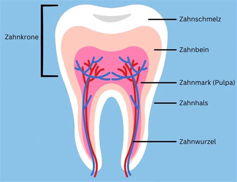 Wie Viele Z Hne Hat Ein Mensch Anzahl Zahnaufbau Mehr