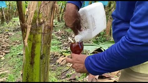 Fertilizar El Tronco Para Vigorizar Cultivo De Banano Y Platano Youtube