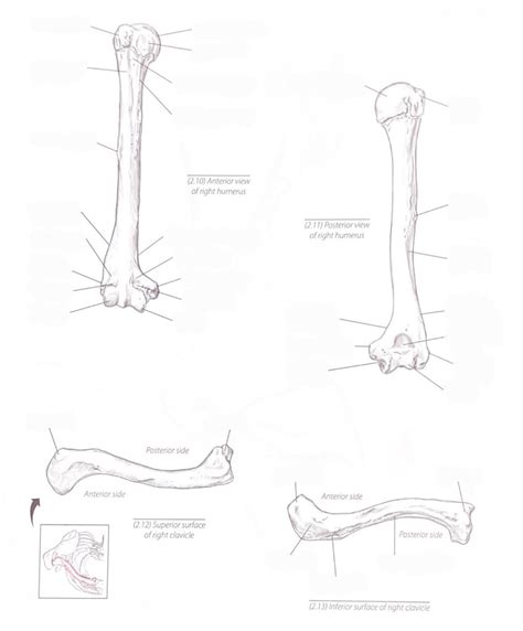 Bony Landmarks Of Shoulder Humerus And Clavicle Diagram Quizlet