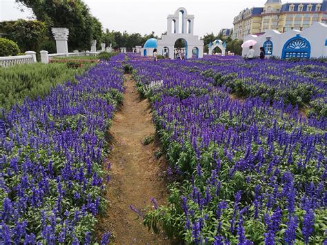 2019百万葵园旅游攻略门票地址游记点评广州旅游景点推荐 去哪儿攻略社区