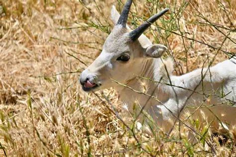 Desert Animals: 34 Animals That Thrive In The Desert