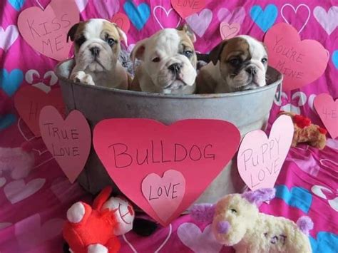 Valentine Bulldog Puppies