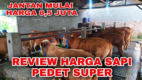 Review Harga Sapi Pedet Super Terbaru Tahun Jantan Mulai Harga