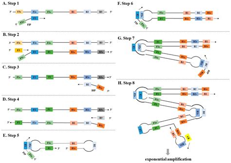 Diagnostics Free Full Text Evolution Of The Probe Based Loop