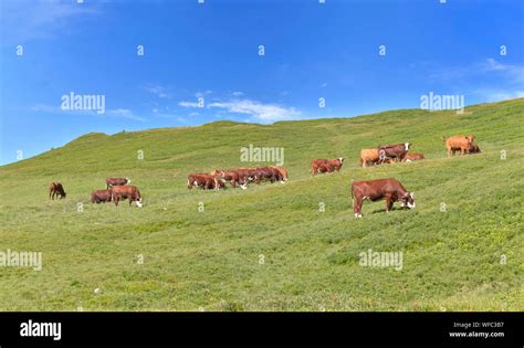 El Ganado De Las Vacas Lecheras En Marr N Verdes Pastizales Alpinos