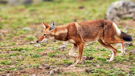 In search of the rare Ethiopian wolf | Adventure.com