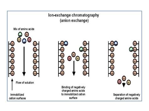 Ion exchange chromatography