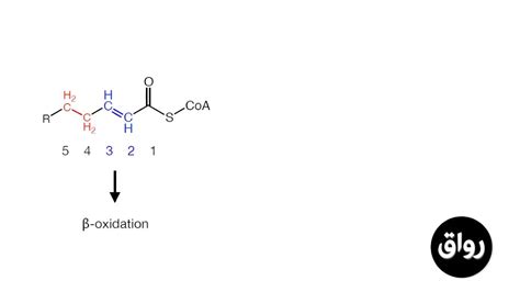 رواق أساسيات الكيمياء الحيوية هدم الأحماض الدهنية 2 Youtube