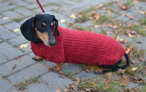 Dog Sweater Clothes Hand Knitting Dachshund Dachshund Clothes