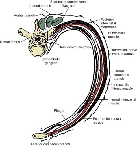 Intercostal Nerve Anatomy