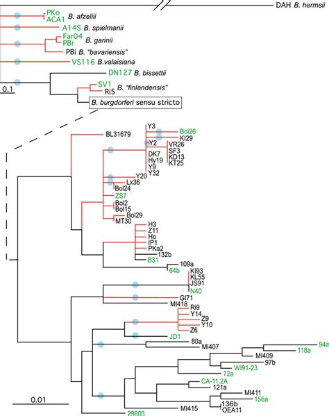 Mlst Phylogenetic Tree For Borrelia Isolates Representing The