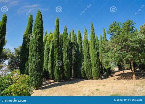 Cupressus Sempervirens The Mediterranean Cypress In The Park South