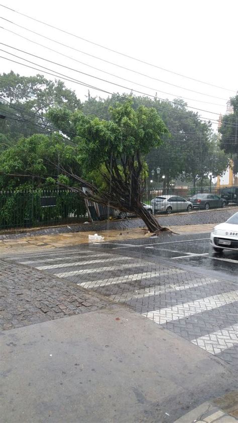 Rvore Tomba No Centro De Manaus Durante Chuva Amazonas G