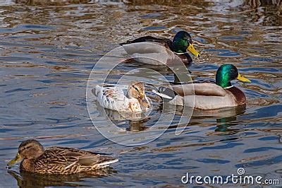 Leucistic Albino Mallard Duck In The Flock Of Usual Mallard Ducks Stock