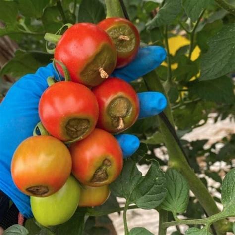 Using Epsom Salt To Stop Tomato Blossom End Rot [true]