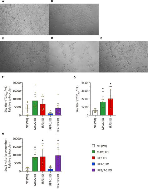 Frontiers Crispr Cas Induced Irf And Mavs Knockouts In A Salmonid