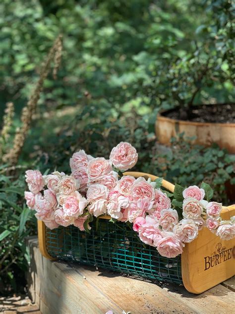 Favorite Beautiful Cottage Garden Roses - French Country Cottage