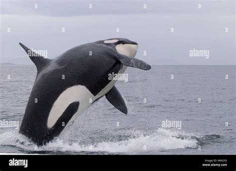 Orca (Orcinus orca) breaching, southeast Alaska Stock Photo - Alamy