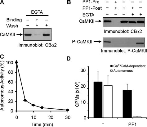 Camkii Interaction With The Cooh Terminus Of C Is Not Reversed By