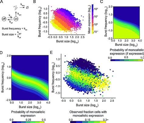 The Theoretical Effect Of Transcriptional Bursting On Dynamic Random